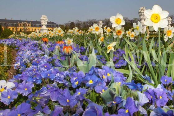 Herrenhausen 2011 18