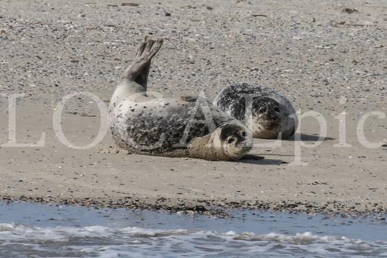 Langeoog 2018 27