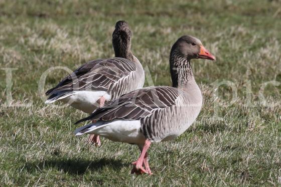 Langeoog 2019 11