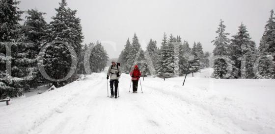 Harz 20