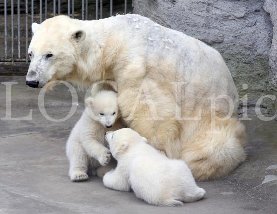 Eisbär 4