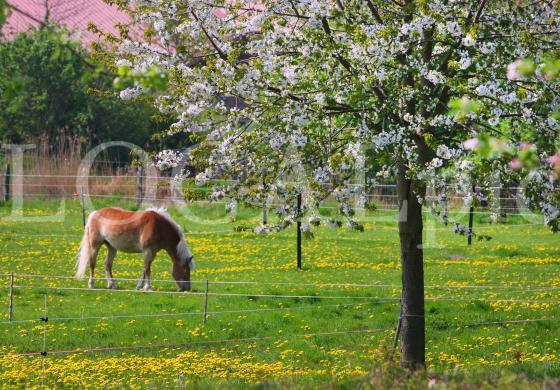 Frühling 01